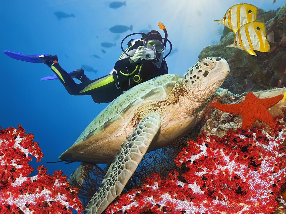 Marsa Alam (All Inclusive) 5 or 4 stars Hotels